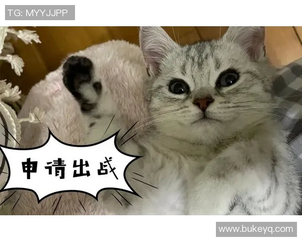 猫咪版足球明星究竟是谁揭秘可爱猫咪的足球天赋与魅力